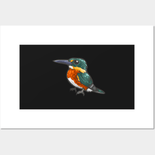 American Pygmy Kingfisher Posters and Art